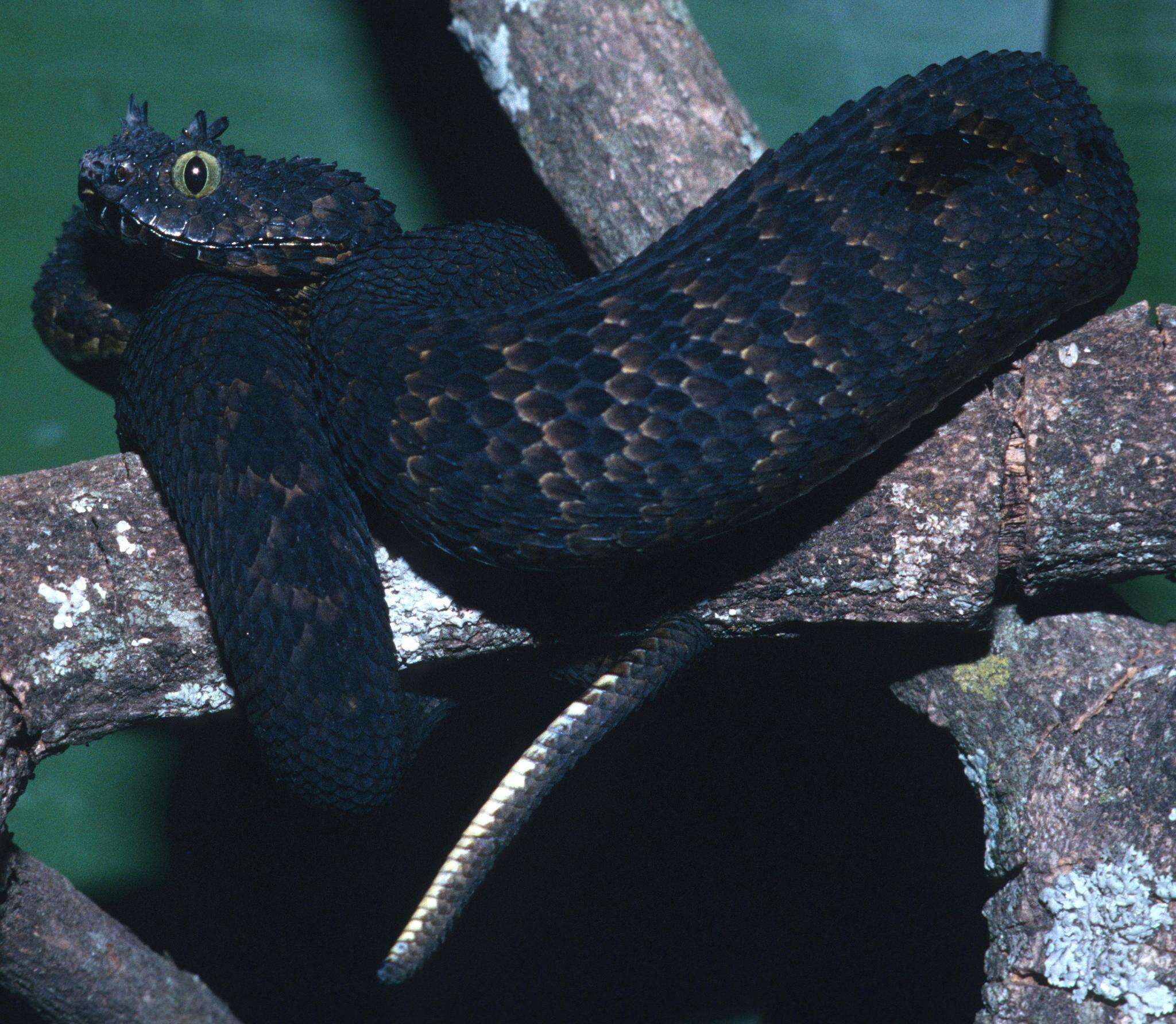 Image of Usambara Eyelash Viper