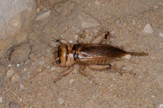 Brachytrupes megacephalus (Lefebvre 1827) resmi