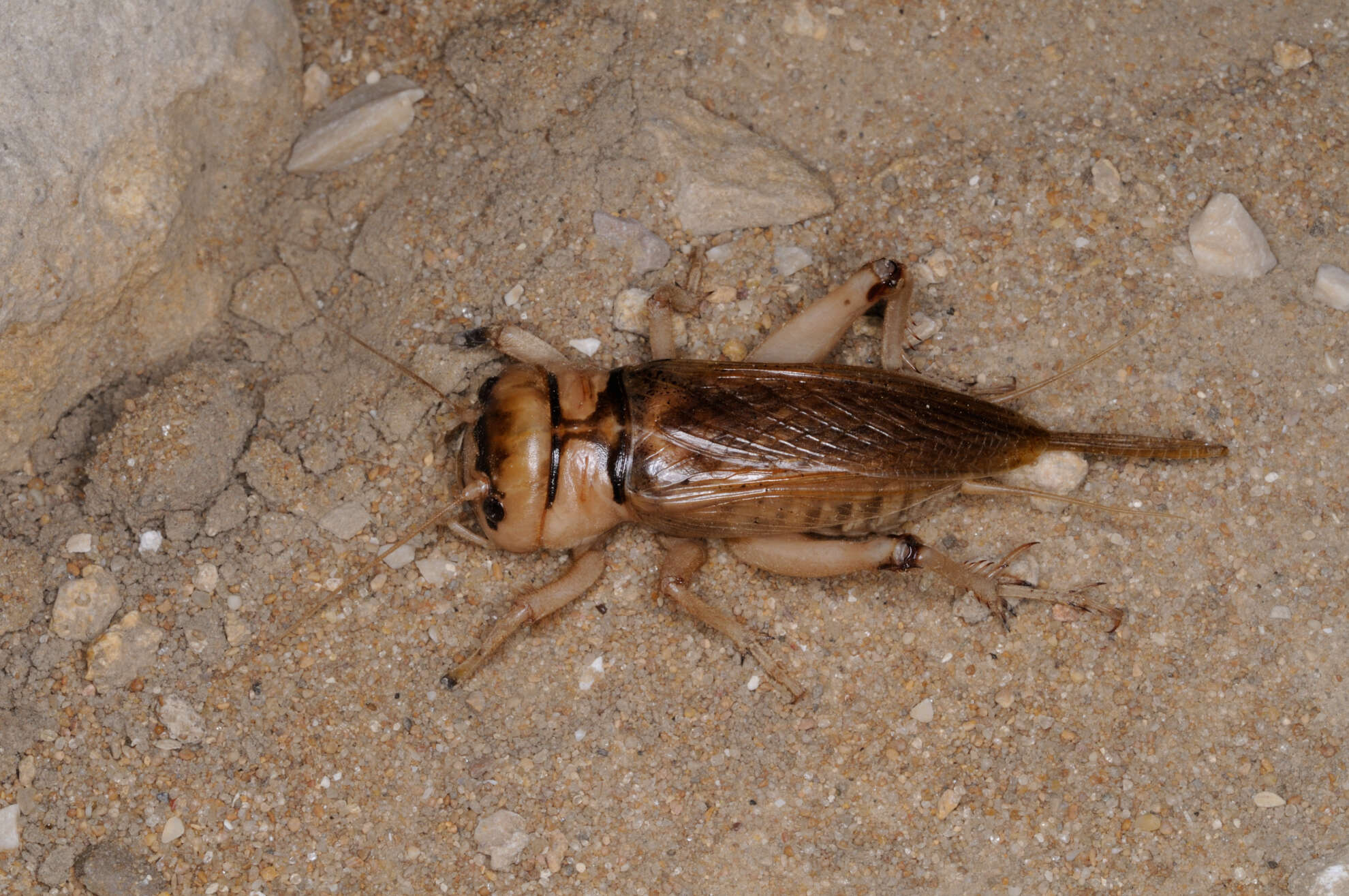 صورة Brachytrupes megacephalus (Lefebvre 1827)