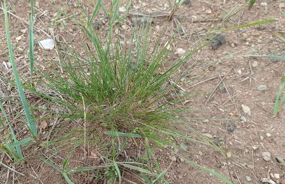 Image of needlegrass