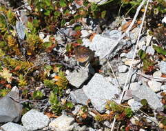 Image de Lycaena boldenarum White 1862