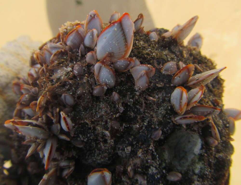 Image of goose barnacle