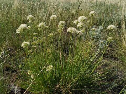 Image of Allium flavescens Besser