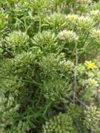 Слика од Alyssum umbellatum Desv.