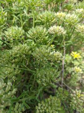 Слика од Alyssum umbellatum Desv.