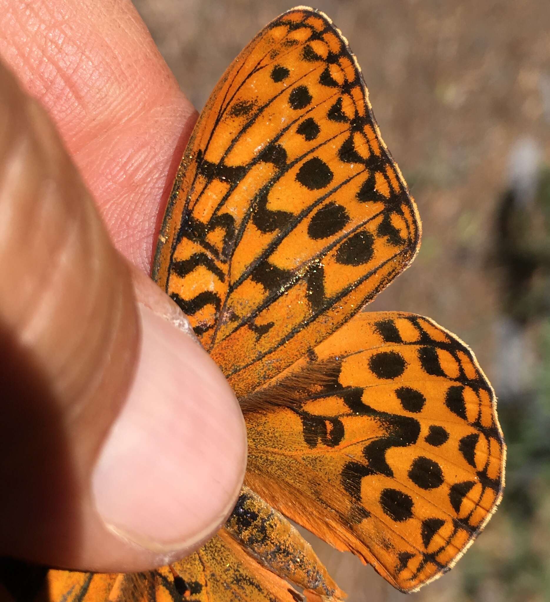 Image de Speyeria zerene monticola (Behr 1863)