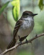 Image of Puerto Rican Flycatcher