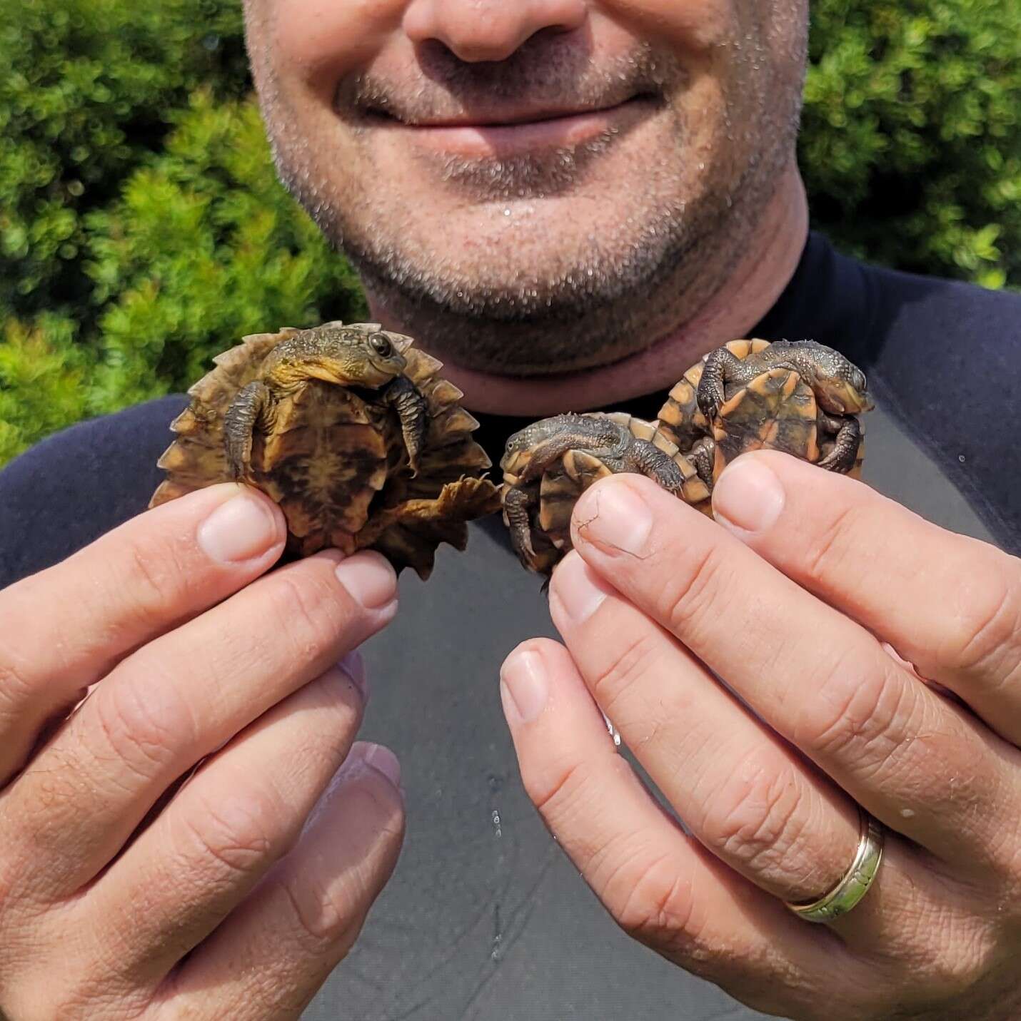 Image of White Throated Snapping Turtle