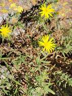 Image of stiffleaf false goldenaster