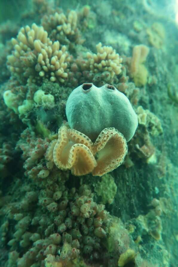 Image of Sycozoa cerebriformis (Quoy & Gaimard 1834)