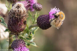 Imagem de Bombus muscorum (Linnaeus 1758)