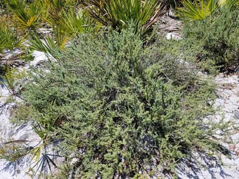 Image of false rosemary