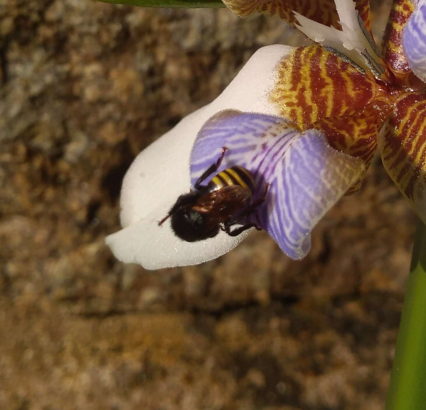 صورة Melipona quadrifasciata quadrifasciata Lepeletier 1836