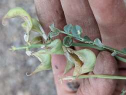 Imagem de Astragalus beckwithii var. purpureus M. E. Jones