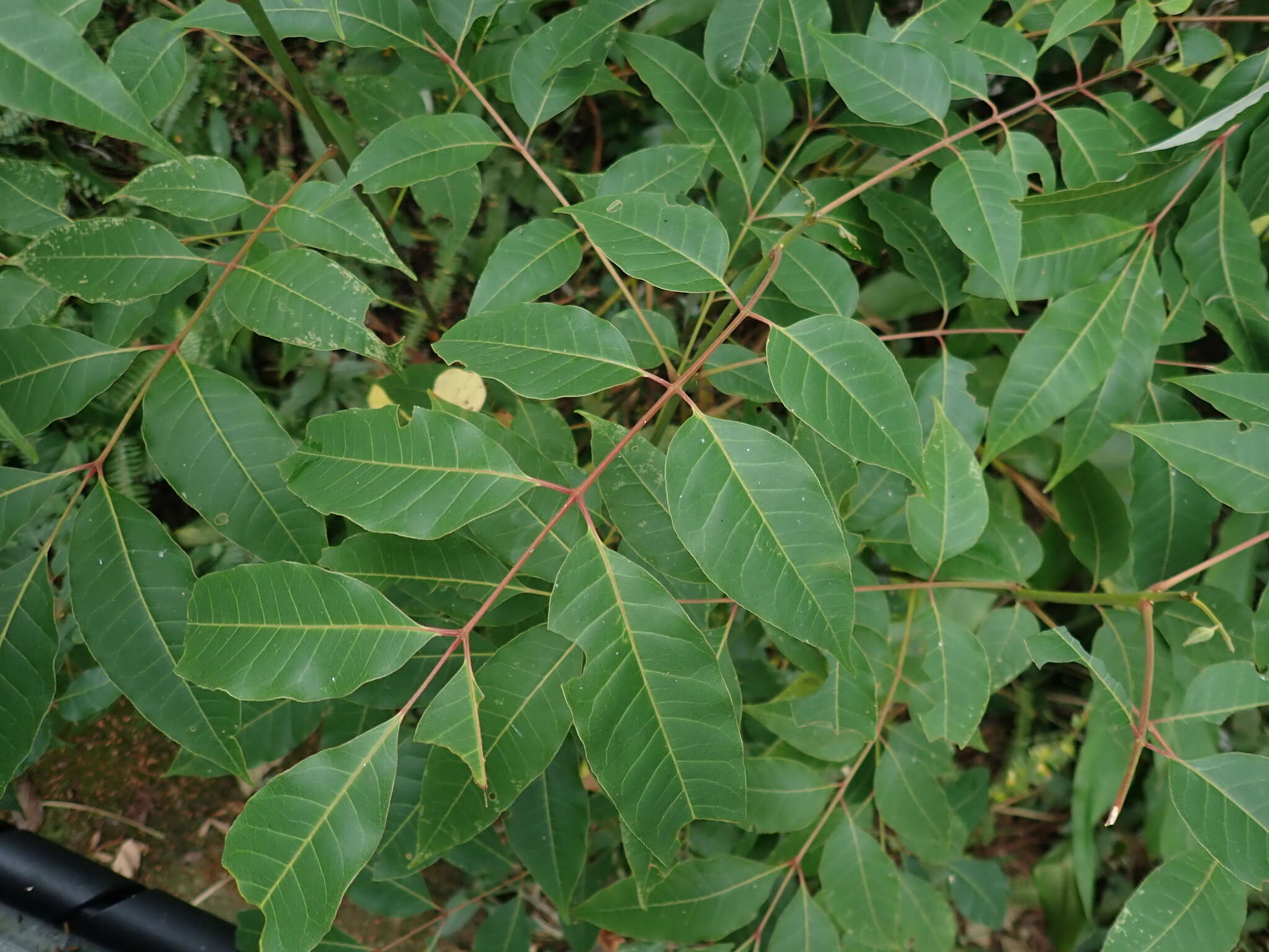 Image of Tetradium glabrifolium (Champ. ex Benth.) T. G. Hartley