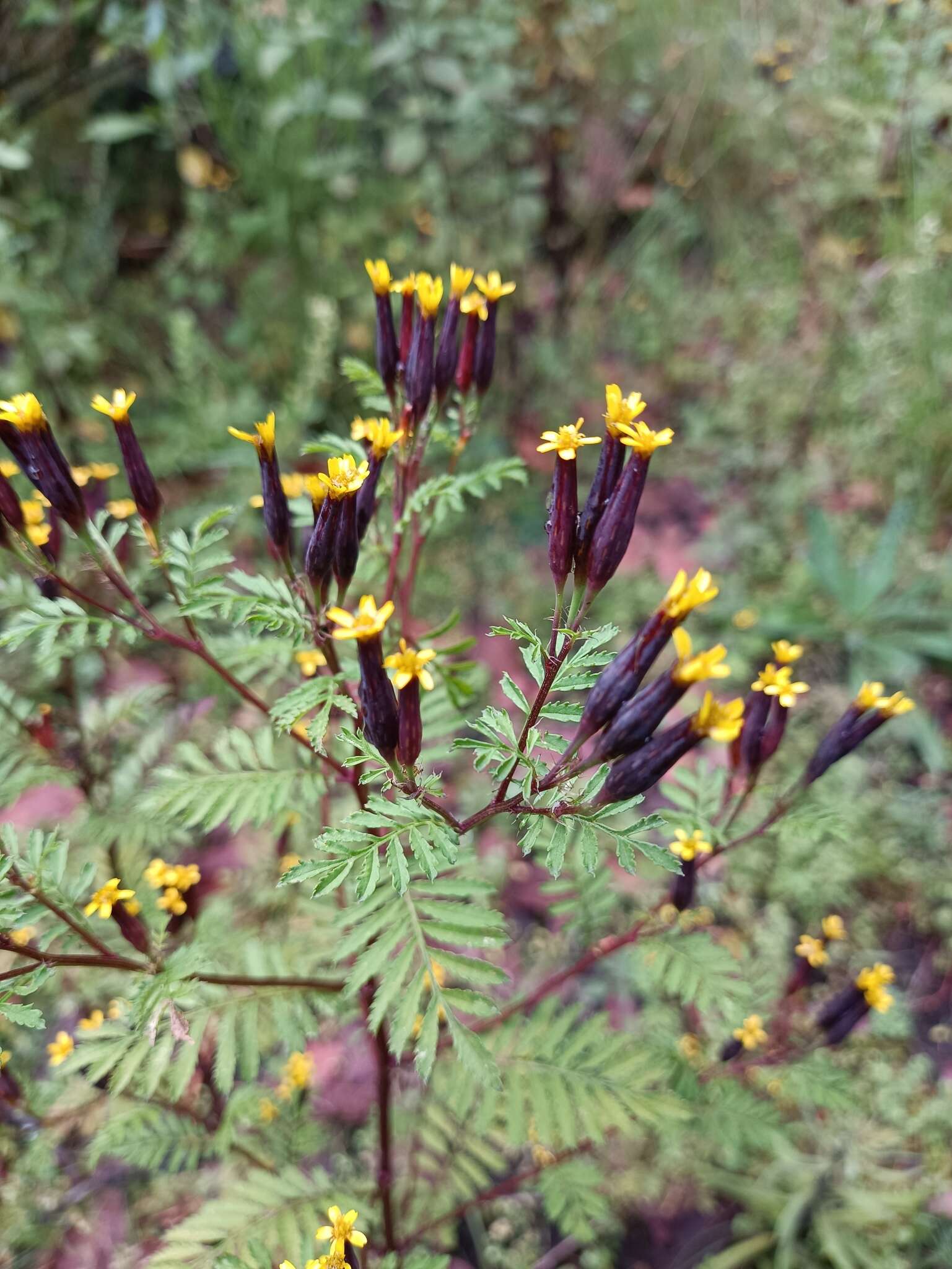 Слика од Tagetes foetidissima Hort. ex DC.