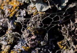 Image of Fishnet;   Menzies' cartilage lichen