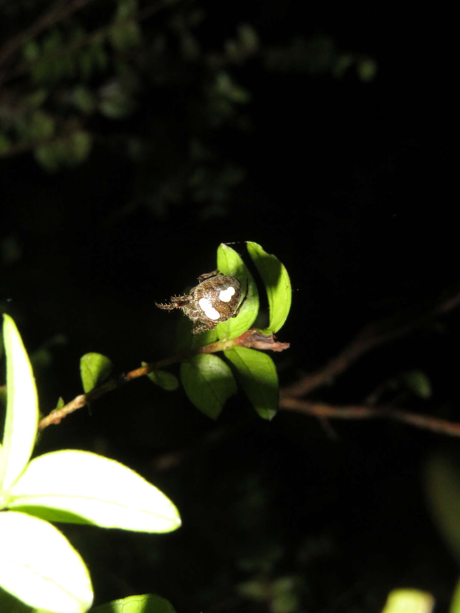 Image of Zealaranea trinotata (Urquhart 1890)