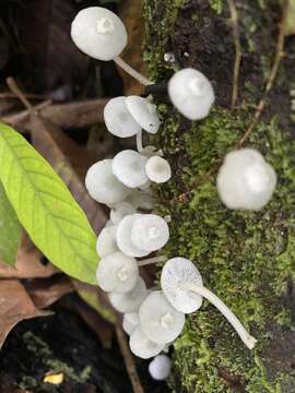 Image of Clitocybula azurea Singer 1973