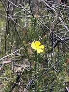 Plancia ëd Hibbertia ericifolia subsp. acutifolia Toelken