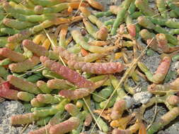 Image of Salicornia magellanica Phil.
