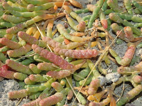 Image of Salicornia magellanica Phil.