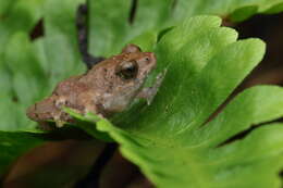 Image of Kudremukh bush frog