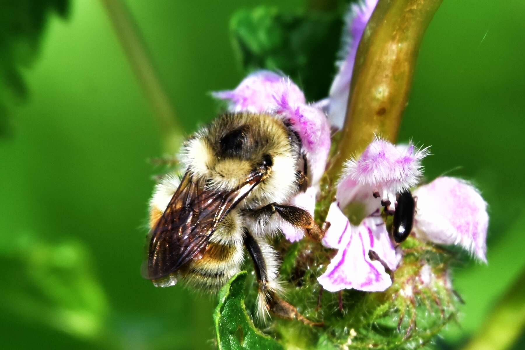 Image de Bombus deuteronymus Schulz 1906