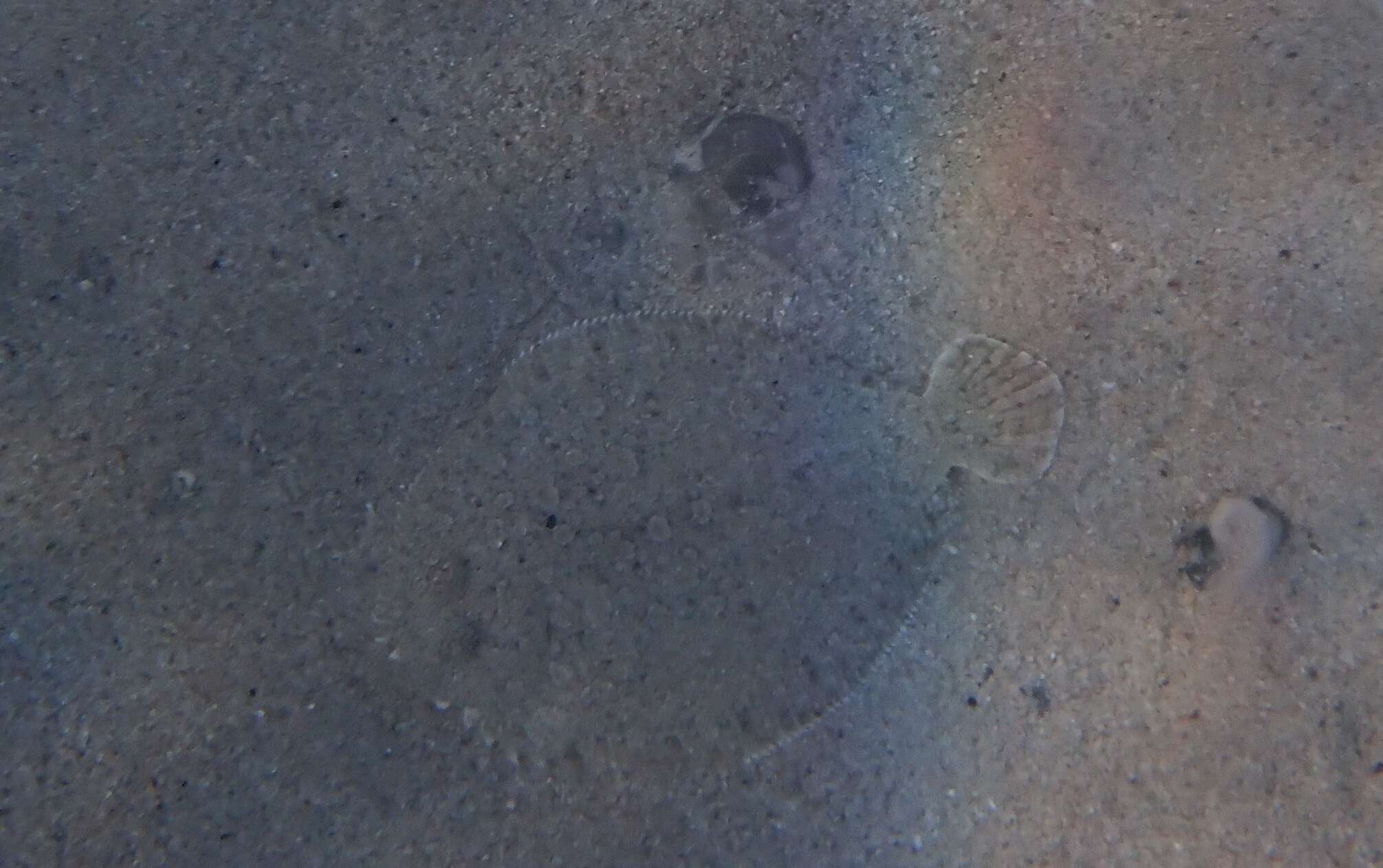 Image of Wide-eyed Flounder