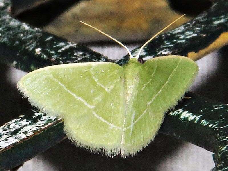 Image of Chlorissa attenuata Walker 1863