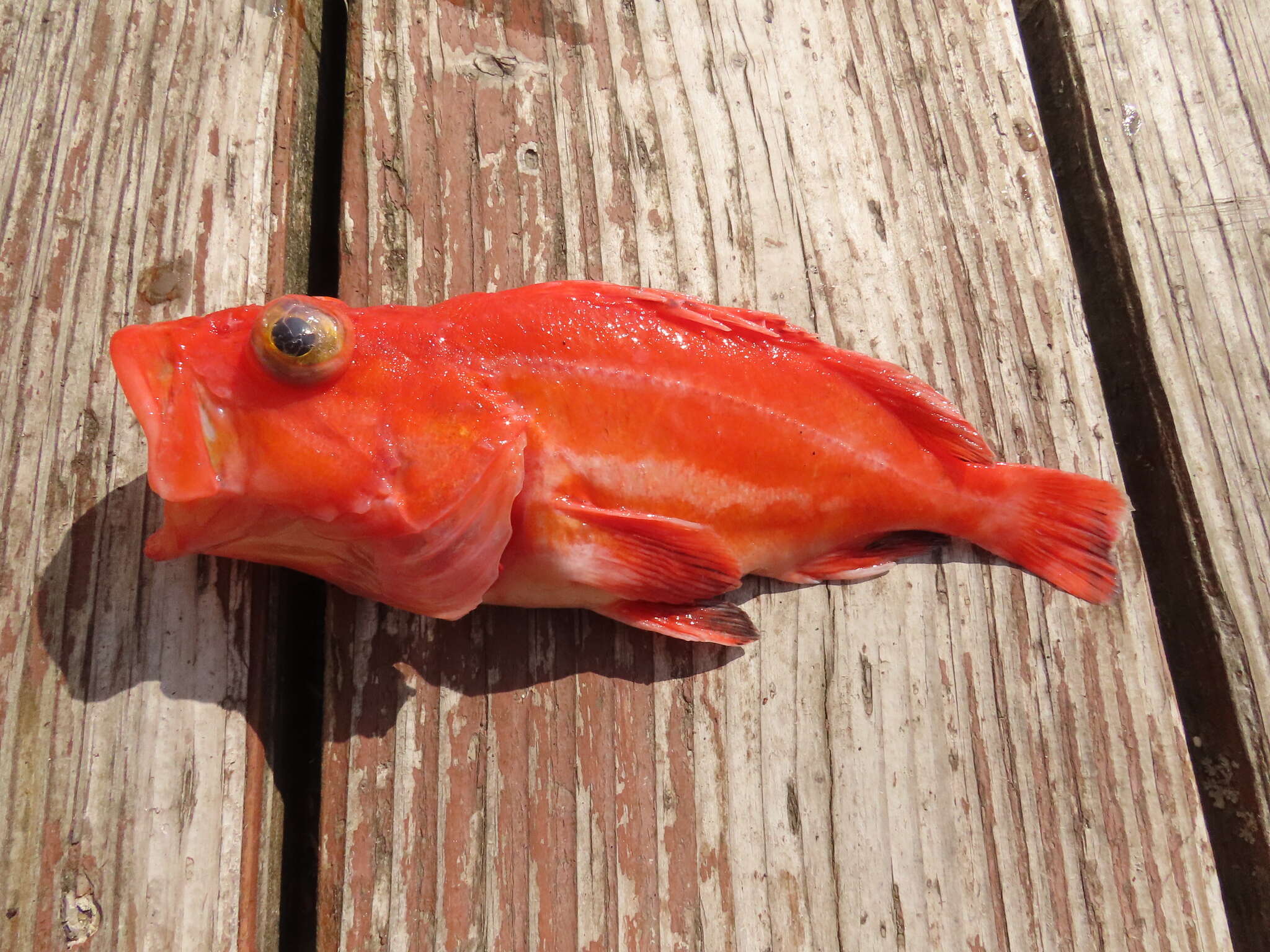 Image of Yelloweye rockfish