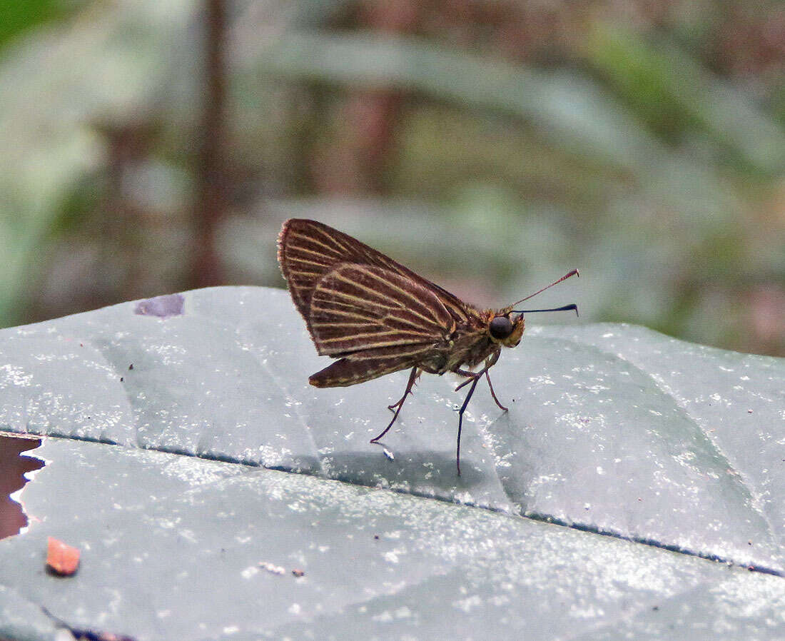 Image de Parphorus storax Mabille 1891