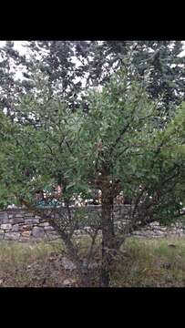 Слика од Pyrus spinosa Forsk.