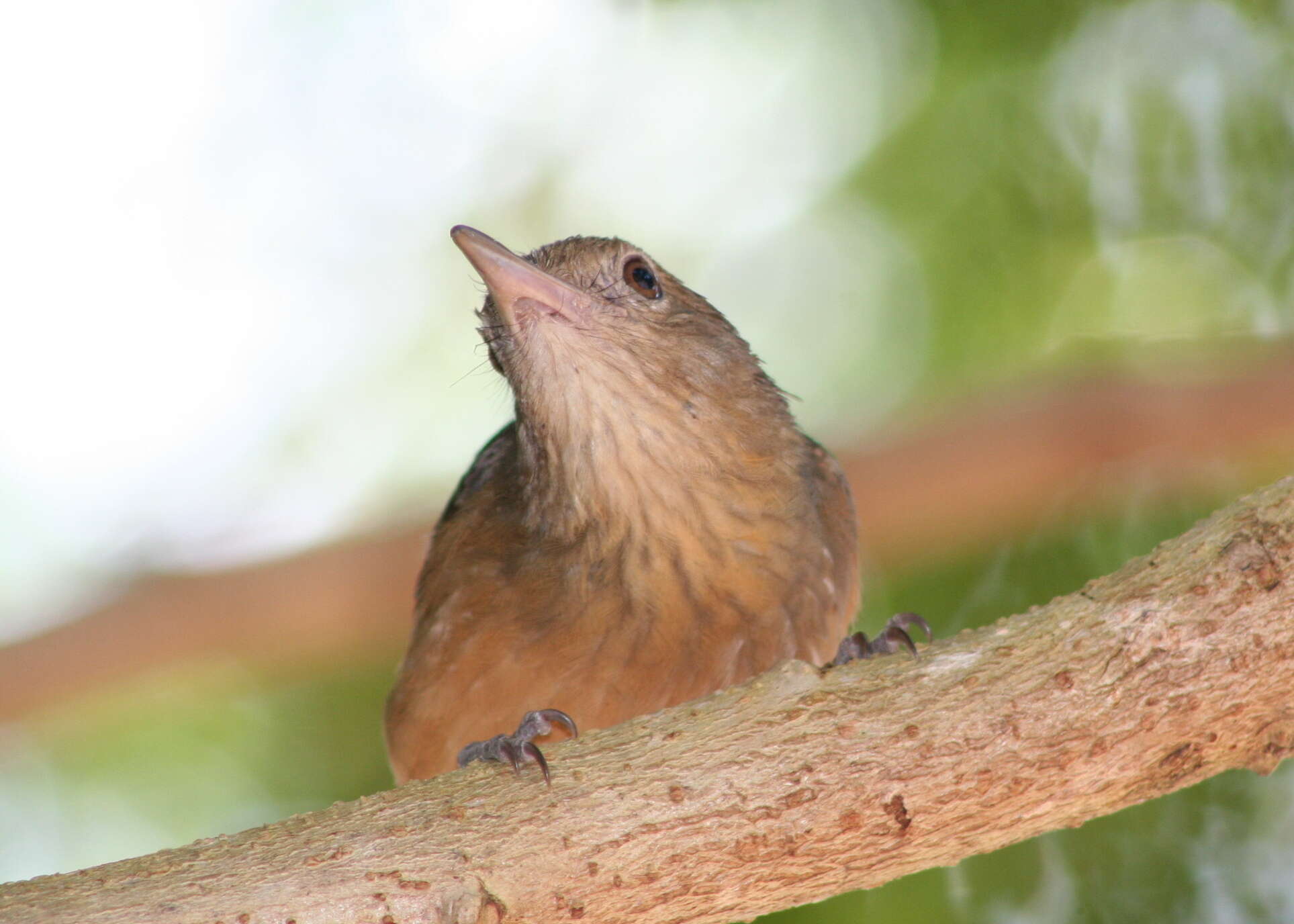 Sivun Colluricincla rufogaster Gould 1845 kuva