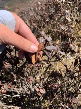 Image of Rhododendron anthopogon D. Don