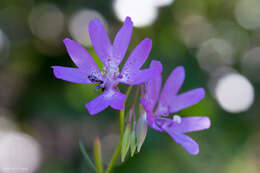 Plancia ëd Clarkia biloba (Dur.) A. Nels. & J. F. Macbr.