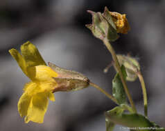 Sivun Erythranthe corallina (Greene) G. L. Nesom kuva