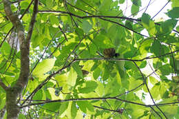 Imagem de Carpotroche brasiliensis (Raddi) Endl.