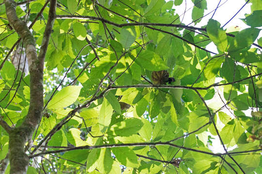 Imagem de Carpotroche brasiliensis (Raddi) Endl.