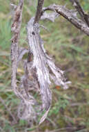 Image of Carlina biebersteinii subsp. brevibracteata (Andrae) K. Werner