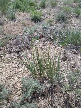 Image of Allium inderiense Fisch. ex Bunge