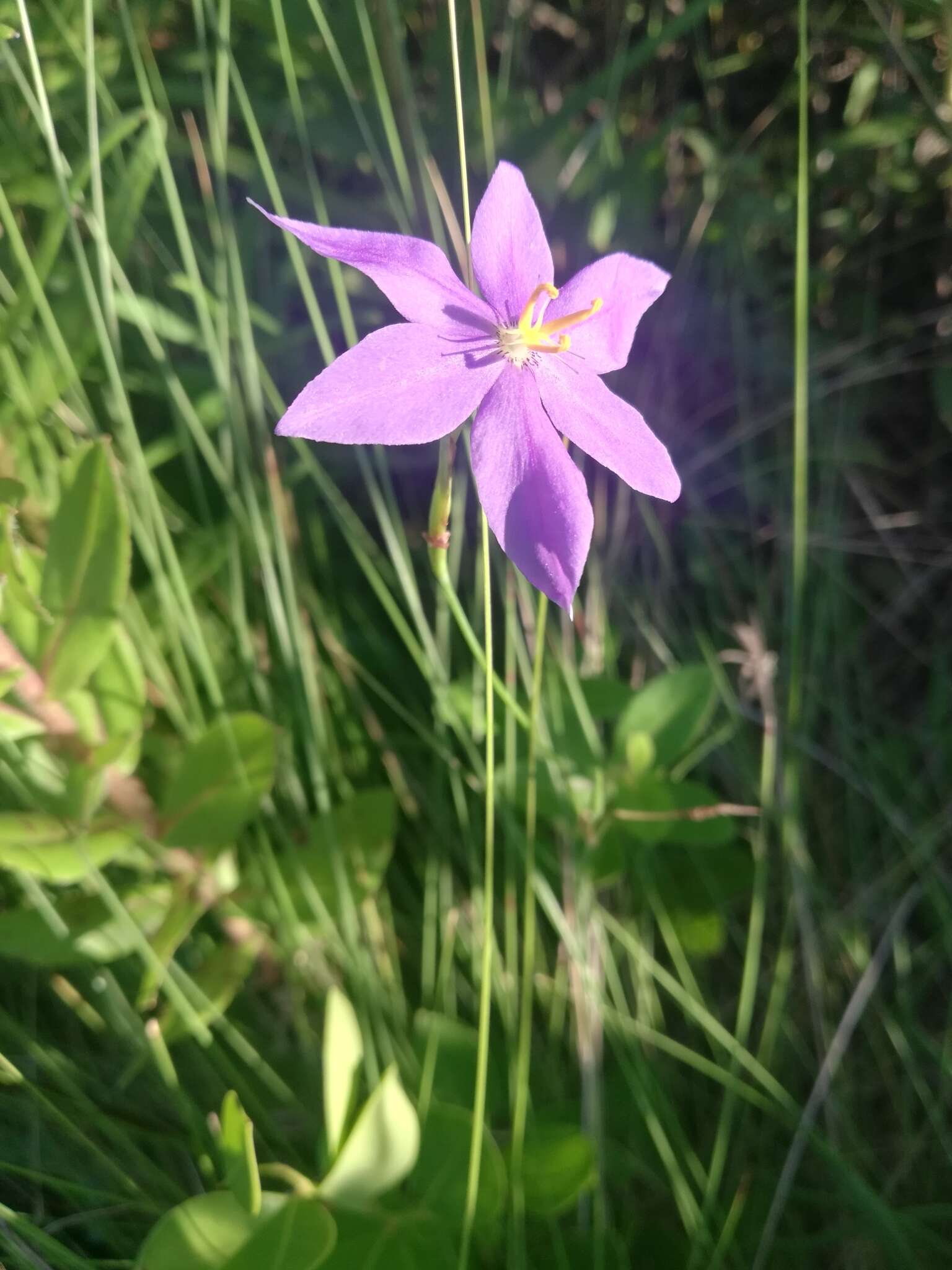 Image of fallflowering pleatleaf