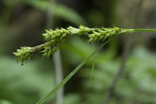 Image of Carex augustinowiczii Meinsh.