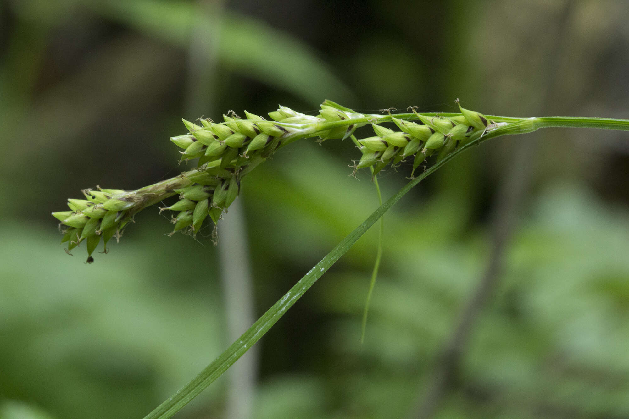 Image of Carex augustinowiczii Meinsh.