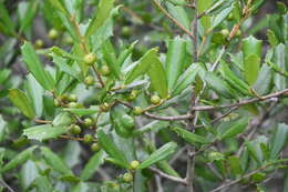 Imagem de Ilex opaca var. arenicola (Ashe) Ashe