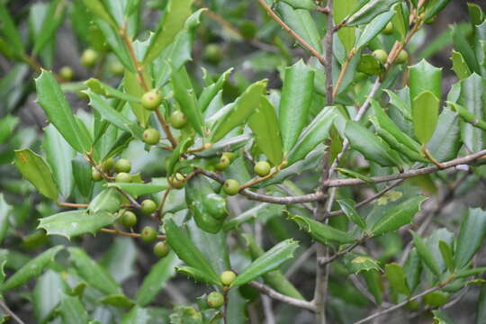 Plancia ëd Ilex opaca var. arenicola (Ashe) Ashe