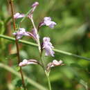 Image of Cynorkis graminea (Thouars) Schltr.