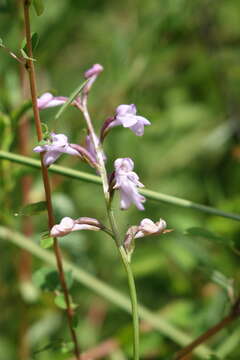 Image of Cynorkis graminea (Thouars) Schltr.