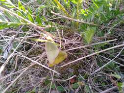 Imagem de Colias canadensis Ferris 1982