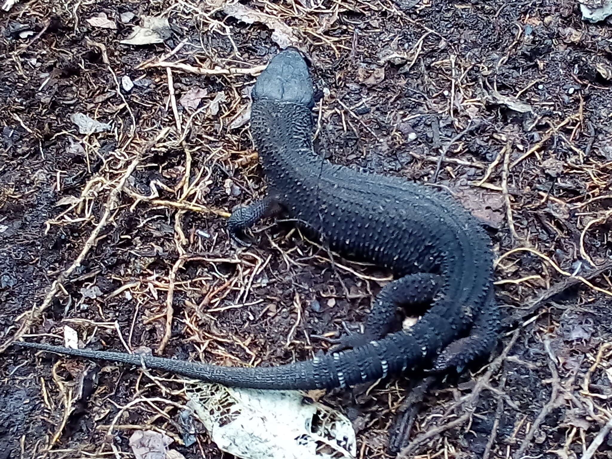 Image of Tuxtla Tropical Night Lizard